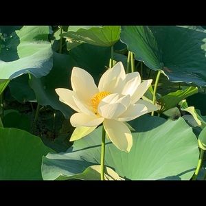 Meet your Posher, Idolina